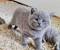 Kitten Golden British Shorthair