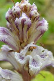 Image result for Orobanche