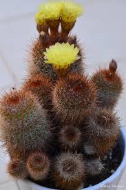 学名：notocactus uebelmannia 菫丸 スミレ色 で直径7cmのやや大きめな花びら、 山吹色 の雄しべ、 スミレ色 の雌しべ、とカラーコーディネートされた美しい花を咲かせます。 Notocactus Schlosseri Cactus Plants Cactus Cactus Flower