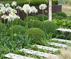 Agapanthus How To Grow And Care For Agapanthus Shade Garden White Flowering Plants