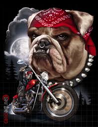 Pantai, pasir, anak anjing, hewan, imut, membelai, binatang menyusui, buldog, bertulang belakang, jenis anjing, pitbull, amerika terrier. 900 Harley Davidson And Cool Shit Ideas In 2021 Harley Davidson Harley Davidson