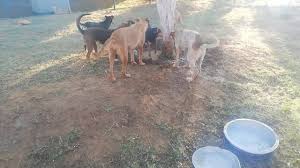 We did not find results for: Help Stray Animal In Algeria By Billy For Compassion Humanity And Empathy B C H E Algeria