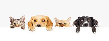 We did not find results for: Contact Easton Veterinary Clinic And Rehabilitation Center