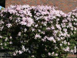 Growing a rose and clematis together. Clematis Tetra Rose Clematis Montana Tetra Rose Baumschule Horstmann