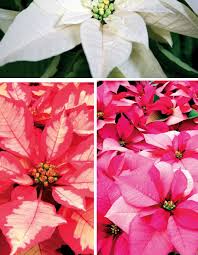 Ancak 10 dereceden de soğuk olmamalıdır. Ataturk Cicegi Bakimi Ve Cogaltilmasi Nasil Yapilir Puf Noktalar Evim