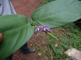 Image result for Hypselodelphys