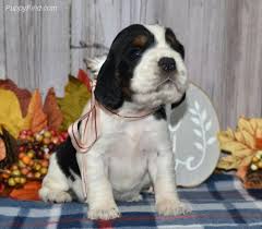 See more ideas about english setter, english setter dogs, dogs. Rose Akc English Springer Spaniel Puppy For Sale In East Palestine Ohio Vip Puppies