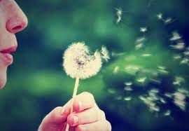 People Can Suppress Hay Fever With Three Years Of Pollen Pills Or Injections Imperial News Imperial College London
