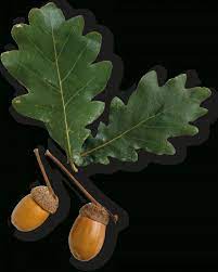 10 Florida Oak Tree Leaf Png Tree Leaves Oak Tree Oak