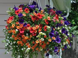 pin by andrea waldrop the retired gra on outdoor ideas hanging flower baskets plants container gardening exterior wall planters
