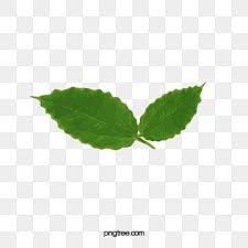 ورق الشجر يترك شريحة واحدة خطوط واضحة Png والمتجهات للتحميل مجانا In 2021 Plant Leaves Lemon Painting Leaves