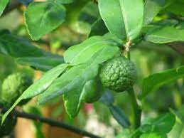 Are used to imparting a unique, oily lime flavor, to curries, stir fries, fresh salads and my favorite tom yum with coconut milk soup. Buy Kaffir Lime Fruit Plant Online India Bangalore Agrico