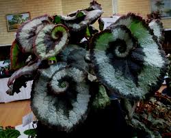 I have a beautifull large escargot rex begonia. Want To Know More About The Melbourne Begonia Society Melbourne Begonia Society