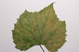 Image result for Uncinula necator