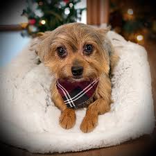 Jules at Unleashed Pet Salon