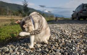 What If My Cat Licks Revolution