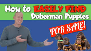 #144635 first & second shots, health checked, tails docked and dew claws removed. 15 Places To Find Doberman Puppies For Sale Best To Worst Doberman Planet