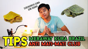 Kurabrazil Solusi Kura Kura Brazil Mati Mulu Tips Merawat Kura Kura Brazil Awet Sampai Tua Youtube