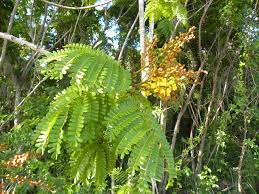 Image result for Limeum pterocarpum