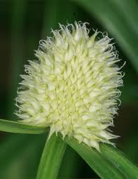 Image result for Kyllinga squamulata