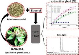 Image result for Synadenium glabratum