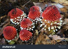 Image result for Balanophoraceae