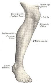 Extends the lower leg at the knee (same). Gastrocnemius Muscle Radiology Reference Article Radiopaedia Org