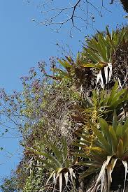 Image result for Microchloa