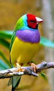 Birds With Yellow Feathers On Head Beautiful Bird Yellow Purple Red Green Blue Black Beautiful Birds Colorful Birds Pet Birds