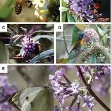 Relationship between butterfly and flower. Pdf Floral Scent Composition Predicts Bee Pollination System In Five Butterfly Bush Buddleja Scrophulariaceae Species