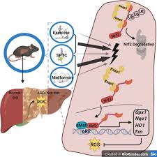 They are a result of a combination of factors. A Combination Of Herbal Compound Sptc Along With Exercise Or Metformin More Efficiently Alleviated Diabetic Complications Through Down Regulation Of Stress Oxidative Pathway Upon Activating Nrf2 Keap1 Axis In Age Rich Diet Induced Type 2
