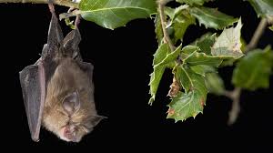 Dass es ein enormes insektenproblem gibt, ist mittlerweile bei uns und auch der politik angekommen. Wo Leben Fledermause So Fuhlen Sich Fledermause In Ihrem Garten Wohl Bayern 1 Radio Br De