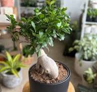 Ginseng Ficus Bonsai (Ficus microcarpa) - 8" pot