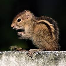 File A Baby Squirrel 1 Jpg Wikimedia Commons