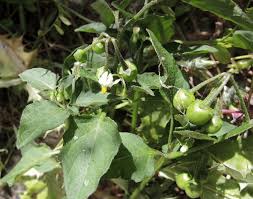 Image result for Solanum sp. B
