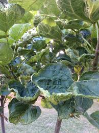 Are these catalpa or a weed or something else? Catalpa Tree Problem 369682 Ask Extension