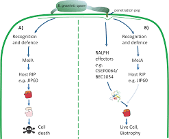 Check spelling or type a new query. The Fungal Ribonuclease Like Effector Protein Csep0064 Bec1054 Represses Plant Immunity And Interferes With Degradation Of Host Ribosomal Rna