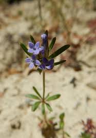 Image result for Belonophora coffeoides