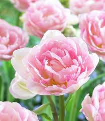 Very early early early middle middle middle late late very late flower type: Tulip Bulbs Angelique Popular Softpink Peony Tulip Tulip Store