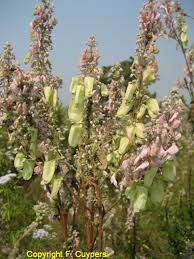 Image result for Alvesia