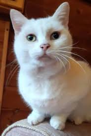 Cats Protection Epping Forest Branch