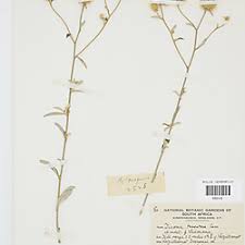 Image result for Dicoma tomentosa