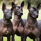 Xoloitzcuintli, The Mexican Hairless Dog - Small Dog Place