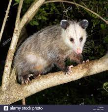 Download This Stock Image Virginia Opossum Didelphis Virginiana In A Tree At Night D73gpb From Alamy S Library Of Millions O Opossum Funny Animals Animals