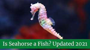 Is Seahorse A Fish Updated 2021 Zoological World