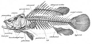 About The Anatomy Of Fishes And Identifying A Fish To Family Fish Anatomy Fish Skeleton Animal Skeletons
