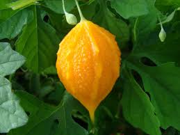 Image result for Momordica charantia