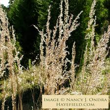 Image result for Sorghastrum nudipes
