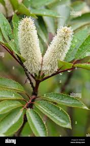 Image result for Cunoniaceae