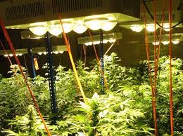 Maybe you would like to learn more about one of these? 400 Watt Led Grow Light Cob Growlight Warm White 3000k 4500k G3 Pro Series Led Plant Grow Light For Blooming G3 G3 Wirelesslight Backdrop Aliexpress